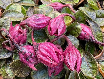 Mazus radicans
